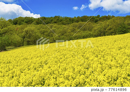 春の三ノ倉高原 スキー場 花畑 菜の花 福島県喜多方市の写真素材