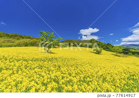 春の三ノ倉高原(スキー場) 花畑 菜の花 福島県喜多方市 春の三ノ倉高原(スキー場) 花畑 菜の花 福島県喜多方市 77614917
