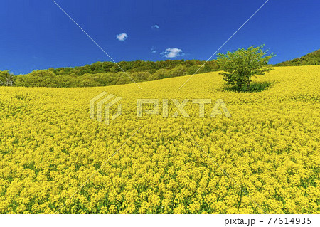 春の三ノ倉高原 スキー場 花畑 菜の花 福島県喜多方市の写真素材 77614935 Pixta