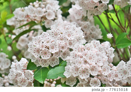白いカルミアの花 白いカルミアの花 77615018