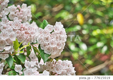 白いカルミアの花 77615019