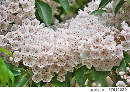 白いカルミアの花 白いカルミアの花 77615020