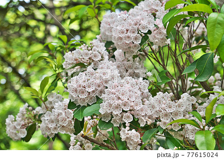 白いカルミアの花の写真素材