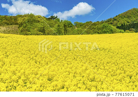 春の三ノ倉高原 スキー場 花畑 菜の花 福島県喜多方市の写真素材 春の三ノ倉高原 スキー場 花畑 菜の花 福島県喜多方市の写真素材