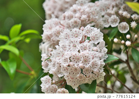 白いカルミアの花 77615124