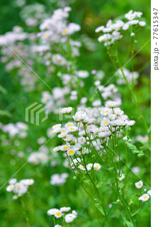道端の花景 77615347