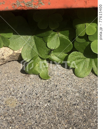 みつばのクローバーの中の蟻 77615400