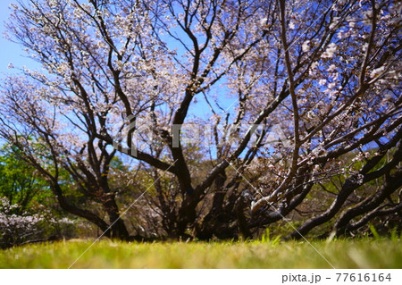 厳しい条件の高山に力強く咲くミネザクラ 77616164