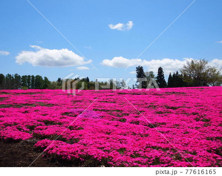 芝桜の丘 77616165