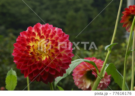 ダリア ダリア 77616176
