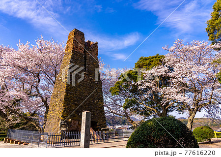 山口県萩市 満開の桜をバックの萩反射炉 山口県萩市 満開の桜をバックの萩反射炉 77616220