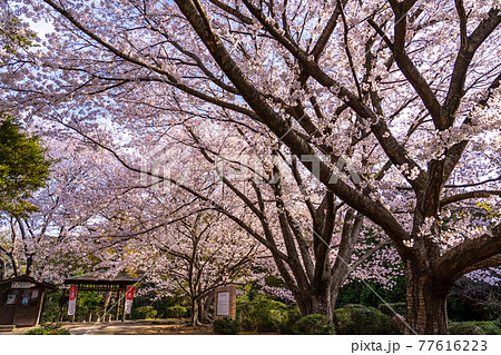 山口県萩市 萩反射炉へ向かう公園の桜 山口県萩市 萩反射炉へ向かう公園の桜 77616223