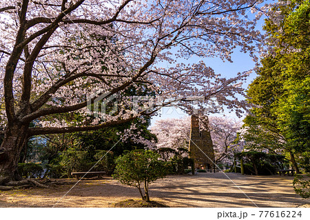 山口県萩市 萩反射炉へ向かう公園の桜 山口県萩市 萩反射炉へ向かう公園の桜 77616224