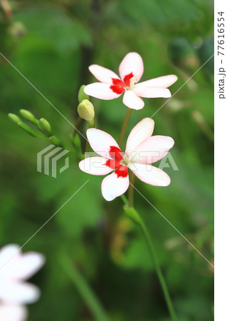 可憐な姫檜扇(ヒメヒオウギ)の花 可憐な姫檜扇(ヒメヒオウギ)の花 77616554