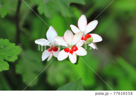 可憐な姫檜扇(ヒメヒオウギ)の花 可憐な姫檜扇(ヒメヒオウギ)の花 77616558