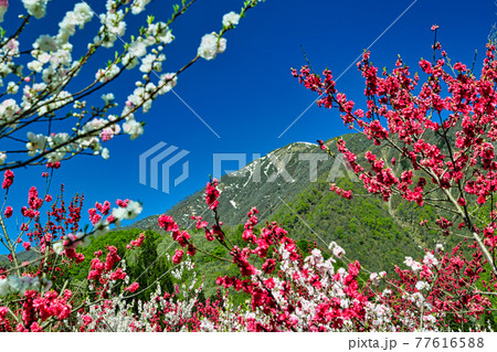 花桃街道 花桃街道 77616588