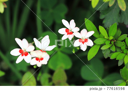 可憐な姫檜扇(ヒメヒオウギ)の花 可憐な姫檜扇(ヒメヒオウギ)の花 77616598