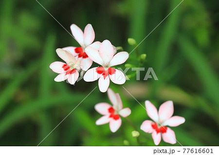 可憐な姫檜扇(ヒメヒオウギ)の花 可憐な姫檜扇(ヒメヒオウギ)の花 77616601