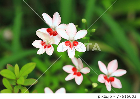 可憐な姫檜扇 ヒメヒオウギ の花 の写真素材