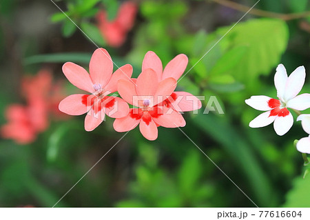 可憐な姫檜扇(ヒメヒオウギ)の花 可憐な姫檜扇(ヒメヒオウギ)の花 77616604