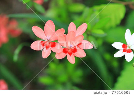 可憐な姫檜扇(ヒメヒオウギ)の花 可憐な姫檜扇(ヒメヒオウギ)の花 77616605