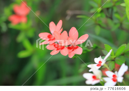 可憐な姫檜扇(ヒメヒオウギ)の花 可憐な姫檜扇(ヒメヒオウギ)の花 77616606