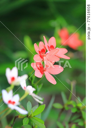可憐な姫檜扇(ヒメヒオウギ)の花 可憐な姫檜扇(ヒメヒオウギ)の花 77616608