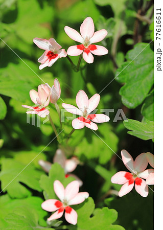 可憐な姫檜扇（ヒメヒオウギ）の花　　　 77616611