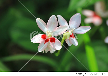 可憐な姫檜扇（ヒメヒオウギ）の花　　　 77616613