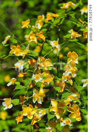 仏御前の滝 仏御前の滝 77616744