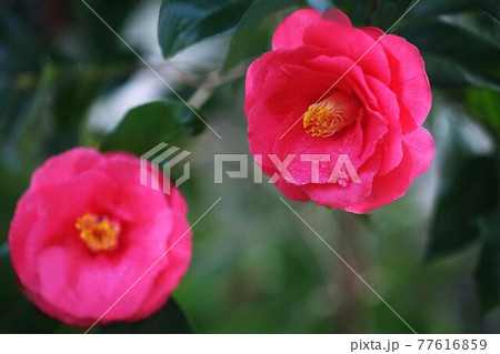 椿 紅赤色で八重咲きの花 椿 紅赤色で八重咲きの花 77616859