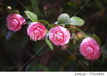 椿 並んで咲いたピンク色の花 椿 並んで咲いたピンク色の花 77616860