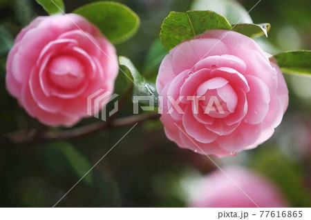 椿 雨上り、ピンク色の花咲く 椿 雨上り、ピンク色の花咲く 77616865