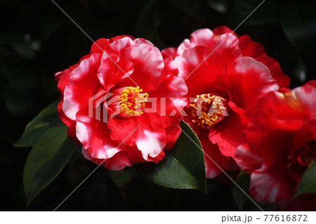 椿　咲き始めた、赤に斑入りの花 77616872