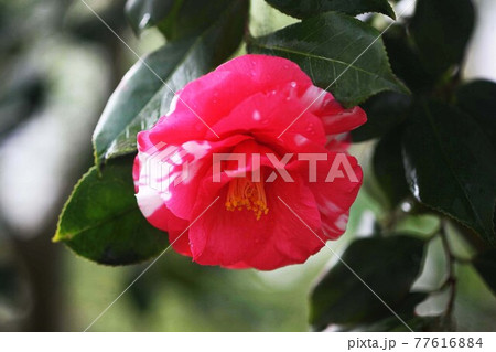 椿 眉間尺の花咲く 椿 眉間尺の花咲く 77616884