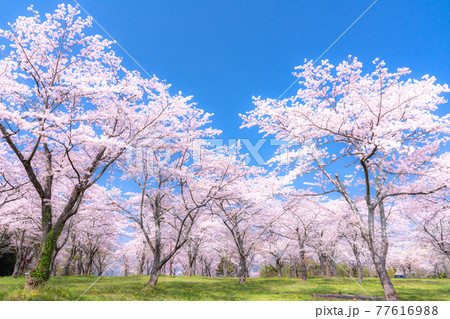 桜・満開 桜・満開 77616988