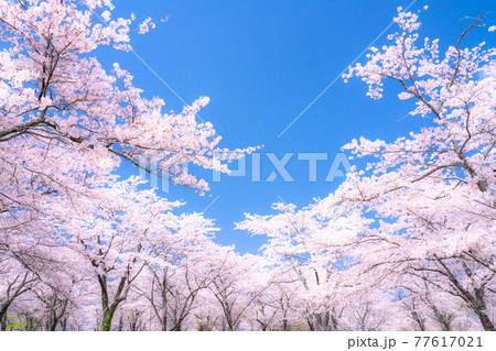 桜・満開 桜・満開 77617021