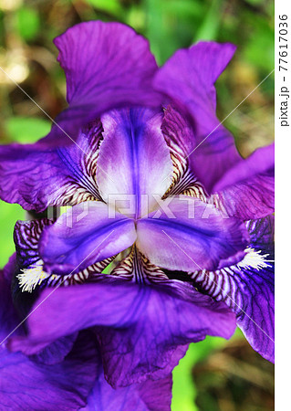 庭のアヤメに紫色の派手な花が咲いたの写真素材