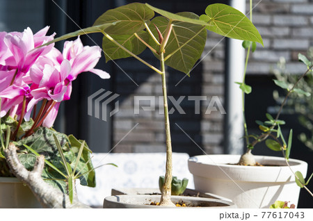 フィカス ペティオラリスの写真素材