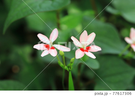 可憐な姫檜扇(ヒメヒオウギ)の花 可憐な姫檜扇(ヒメヒオウギ)の花 77617306