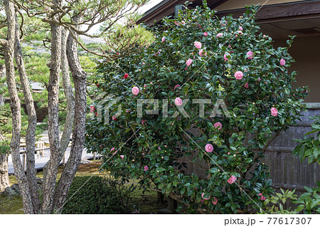 椿咲く和風の庭 日本庭園の一隅 春 椿咲く和風の庭 日本庭園の一隅 春 77617307