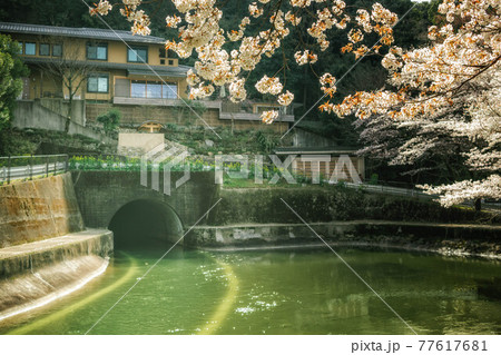 琵琶湖疏水(山科疏水)のトンネルと満開の桜咲く春の風景 琵琶湖疏水(山科疏水)のトンネルと満開の桜咲く春の風景 77617681