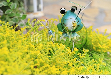 満開の万年草（マンネングサ） 77617739
