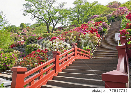 祐徳稲荷神社の外苑東山つつじ苑 祐徳稲荷神社の外苑東山つつじ苑 77617755