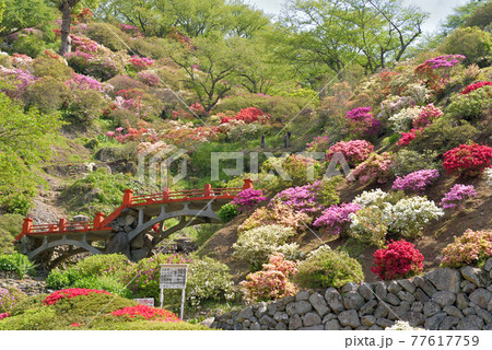 祐徳稲荷神社の外苑東山つつじ苑 77617759