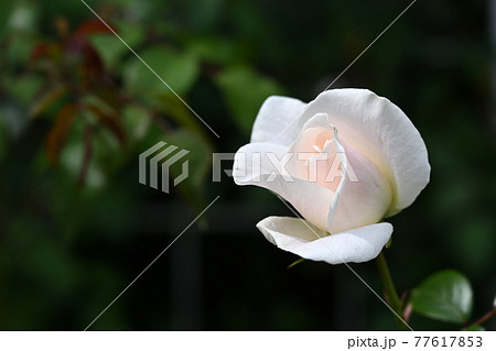 谷津のバラ 谷津のバラ 77617853