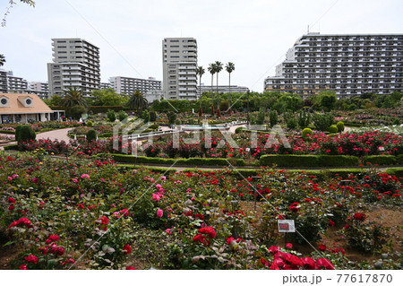 谷津のバラ 77617870