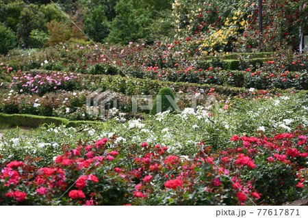 谷津のバラ 77617871