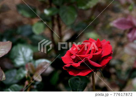 谷津のバラ 77617872