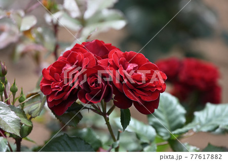 谷津のバラ 谷津のバラ 77617882